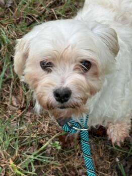 Jeynell Collective -  Maltese Dog for Adoption in Blue Springs, Missouri - Jeynell Collective | PetCurious