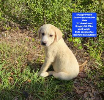 Golden Retriever Dogs Available for Adoption - Snuggly Puddle  | PetCurious