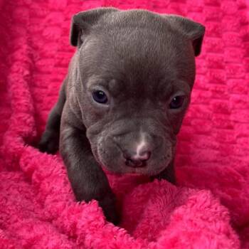 English Bulldog and Boston Terrier Dogs Available for Adoption - Orchid | PetCurious