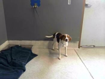 ANGELA -  Beagle and Mixed Breed Dog for Adoption in Tallahassee, Florida - ANGELA | PetCurious