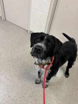 German Wirehaired Pointer and Mixed Breed Dogs Available for Adoption in Fishers, Indiana - Muck | PetCurious