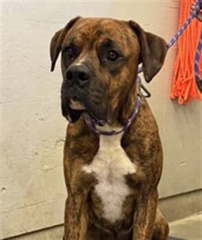 CLARK -  Boxer and Mixed Breed Dog for Adoption in Camarillo, California - CLARK | PetCurious