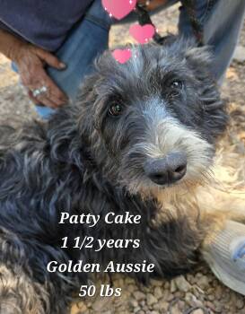 Rescue Golden Retriever and Australian Shepherd Dogs for Adoption in Warren, Rhode Island - Patty Cake | PetCurious