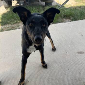 Lee -  Mixed Breed and Belgian Shepherd Malinois Dog for Adoption in Durant, Oklahoma - Lee | PetCurious