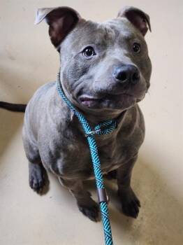 Pit Bull Terrier Dogs Available for Adoption in Indianapolis, Indiana - DUMPLING | PetCurious