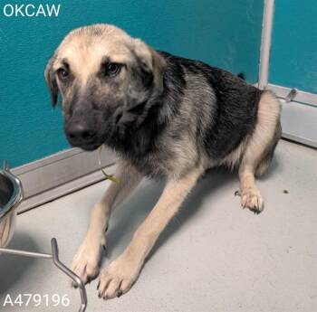 A479196 -  German Shepherd Dog and Mixed Breed Dog for Adoption in Oklahoma City, Oklahoma - A479196 | PetCurious