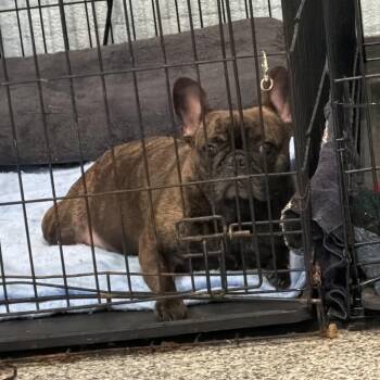 Sami -  French Bulldog Dog for Adoption in Port Charlotte, Florida - Sami | PetCurious
