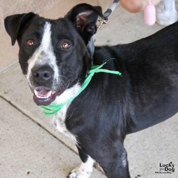 Pretty -  Labrador Retriever and Terrier Dog for Adoption in Washington, District Of Columbia - Pretty | PetCurious