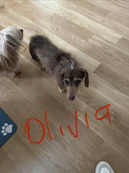 Dachshund Dogs Available for Adoption - Olivia | PetCurious