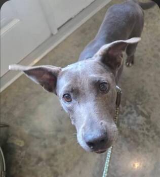 MYKALLA -  American Staffordshire Terrier and Doberman Pinscher Dog for Adoption in Tallahassee, Florida - MYKALLA | PetCurious