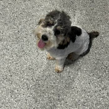 Miniature Poodle Dogs Available for Adoption - Trip 7.6 Lbs  | PetCurious