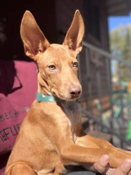Maggie -  Pharaoh Hound and Basenji Dog for Adoption in Winter, Wisconsin - Maggie | PetCurious