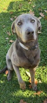 Rescue Labrador Retriever Dogs for Adoption in Benton, Pennsylvania - Addi | PetCurious