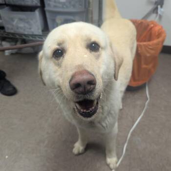 Yellow Labrador Retriever Dogs Available for Adoption - Bokki | PetCurious