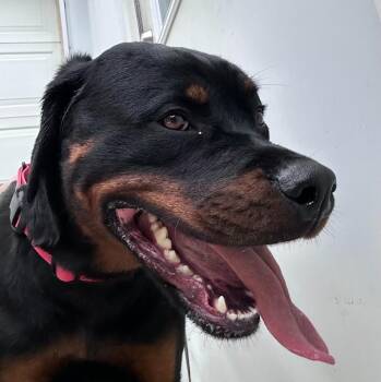 Rottweiler Dogs Available for Adoption in Lagrange, Indiana - Roxy The Rottie | PetCurious