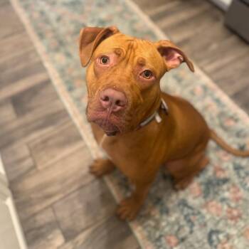 Fabby Tabby -  Mixed Breed and Labrador Retriever Dog for Adoption in Jersey City, New Jersey - Fabby Tabby | PetCurious