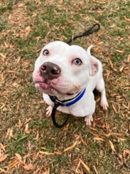 Rescue Mixed Breed Dogs for Adoption in West Chester, Pennsylvania - Lucy | PetCurious