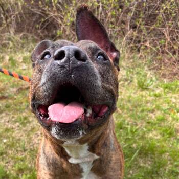 Pit Bull Terrier Dogs Available for Adoption in York, Pennsylvania - Pip Pip Cheerio | PetCurious