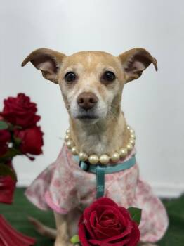 Chihuahua and Dachshund Dogs Available for Adoption in Carlsbad, California - Ollie-One Of Our Amazing Rescue Dogs | PetCurious