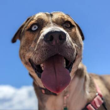 Rescue Pit Bull Terrier and Shepherd Dogs for Adoption in Rifle, Colorado - Willy | PetCurious