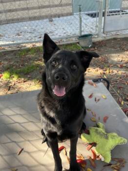 Rescue Australian Kelpie and Flat Coated Retriever Dogs for Adoption in Visalia, California - Soccer | PetCurious
