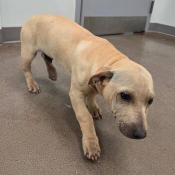 Terrier Dogs Available for Adoption in Chattanooga, Tennessee - Haller | PetCurious