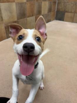 Jack Russell Terrier and Cattle Dog Dogs Available for Adoption in Fort Collins, Colorado - Harley | PetCurious