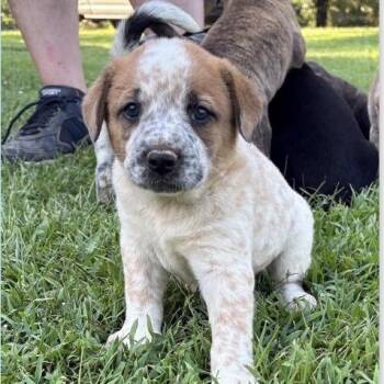 Comte *available at off-site adoption event 8/27 -  Mixed Breed Dog for Adoption in Briarcliff Manor, New York - Comte *available At Off-site Adoption Event 8/27 | PetCurious
