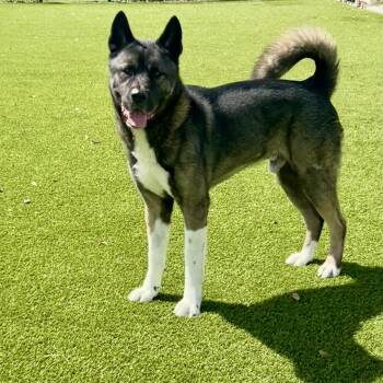 Teddy Boy  6710 -  Akita Dog for Adoption in Loxahatchee Groves, Florida - Teddy Boy  6710 | PetCurious
