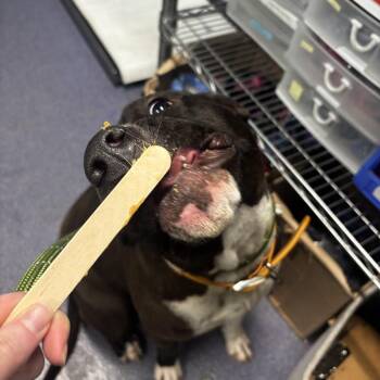 Mixed Breed Dogs Available for Adoption in Edwardsville, Illinois - Ryle | PetCurious