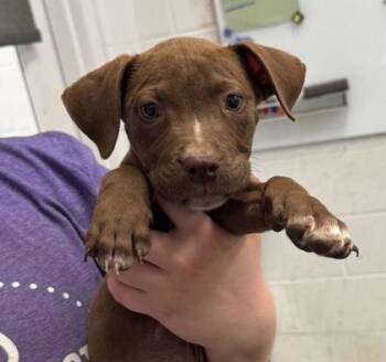 Peppermint Patty -  Pit Bull Terrier and Mixed Breed Dog Available for Adoption in Kansas City, Missouri - Peppermint Patty | PetCurious
