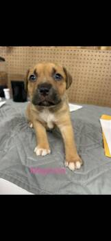 Mixed Breed Dogs Available for Adoption in Wyoming, Michigan - Magnolia | PetCurious