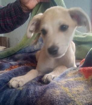 Rescue Chihuahua Dogs for Adoption in Mena, Arkansas - Finn | PetCurious