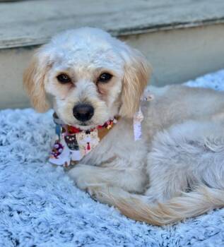 Maltese and Poodle Dogs Available for Adoption in Palo Alto, California - Nymph | PetCurious
