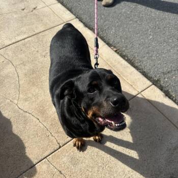 Rottweiler Dogs Available for Adoption in San Diego, California - Flor | PetCurious
