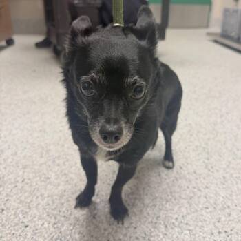 Rowdy -  Rat Terrier Dog for Adoption in Reno, Nevada - Rowdy | PetCurious