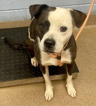 Rescue Mixed Breed Dogs for Adoption in Chamblee, Georgia - Elena | PetCurious