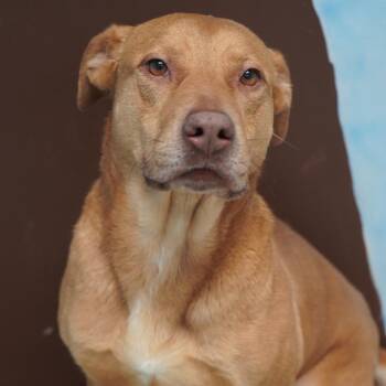 Bitsy -  Mixed Breed Dog for Adoption in Alabaster, Alabama - Bitsy | PetCurious