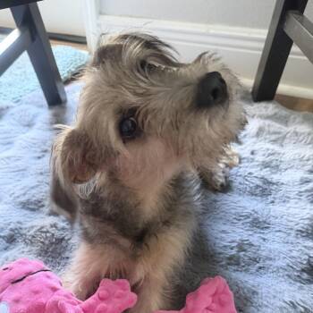 Chewy -  Terrier Dog for Adoption in Freeport, Florida - Chewy | PetCurious