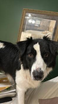 Maezie -  Australian Shepherd Dog for Adoption in Lee