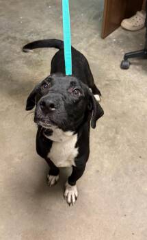 Brad -  Labrador Retriever Dog for Adoption in Ozark, Alabama - Brad | PetCurious