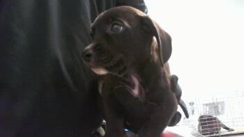 JACK -  Labrador Retriever and Mixed Breed Dog for Adoption in Charlotte, North Carolina - JACK | PetCurious