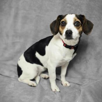Beagle Dogs Available for Adoption - Marie | PetCurious
