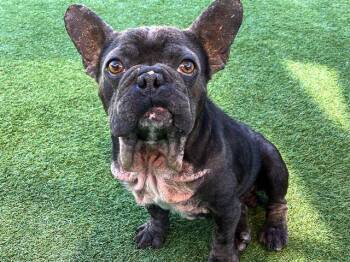 French Bulldog and Mixed Breed Dogs Available for Adoption in Tustin, California - MATT | PetCurious