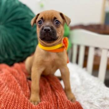 Trixie Cinnamon Toy Story -  German Shepherd Dog and Terrier Dog for Adoption in Friendswood, Texas - Trixie Cinnamon Toy Story | PetCurious