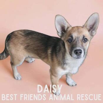 Corgi Dogs Available for Adoption in Wasilla, Alaska - Daisy | PetCurious