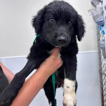 Ross -  Mixed Breed Dog for Adoption in Fredericksburg, Virginia - Ross | PetCurious