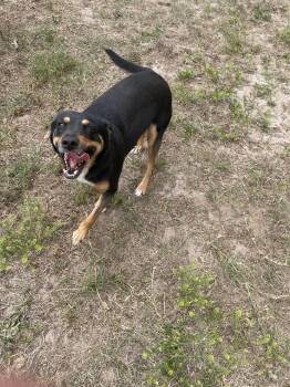 Doberman Pinscher and Labrador Retriever Dogs Available for Adoption in St. Petersburg, Florida - Sara | PetCurious