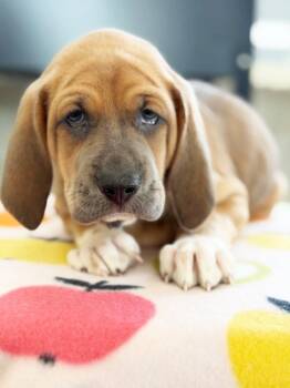 Apple Litter - Fuji -  Bloodhound and Mixed Breed Dog for Adoption in Savage, Minnesota - Apple Litter - Fuji | PetCurious