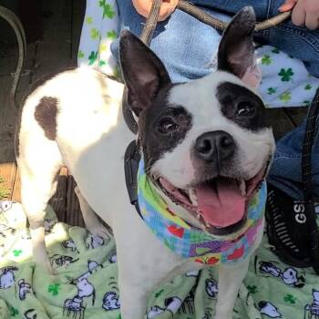 Boston Terrier Dogs Available for Adoption - Lola | PetCurious